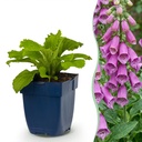 Stauden - Digitalis purp. Dalmatian Purple - Fingerhut - Schatten - Lila - 1 Pflanzen - Topf 11cm - Höhe 15-25cm