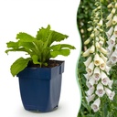 Stauden - Digitalis purp. Dalmatian White - Fingerhut - Schatten - Weiß - 1 Pflanzen - Topf 11cm - Höhe 15-25cm