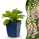 Staude - Digitalis purp. Gloxiniiflora - Fingerhut - Schatten - Weiß-Rosa - 1 Pflanzen - Topf 11cm - Höhe 15-25cm