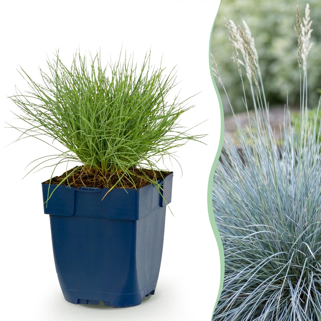 Stauden - Festuca glauca - Blaugras - Immergrün - Blau - 1 Pflanzen - Topf 11cm - Höhe 15-25cm