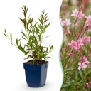 Stauden - Gaura lindh. Florgauros - Prachtkerze - Bienen- und Schmetterlingsmagneten - Rosa - 1 Pflanzen - Topf 11cm - Höhe 15-25cm