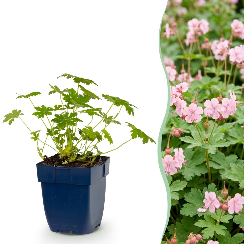 Stauden - Geranium macr. Ingwersen's Variety - Storchschnabel - Bodendecker - Hellrosa - 1 Pflanzen - Topf 11cm - Höhe 15-25cm