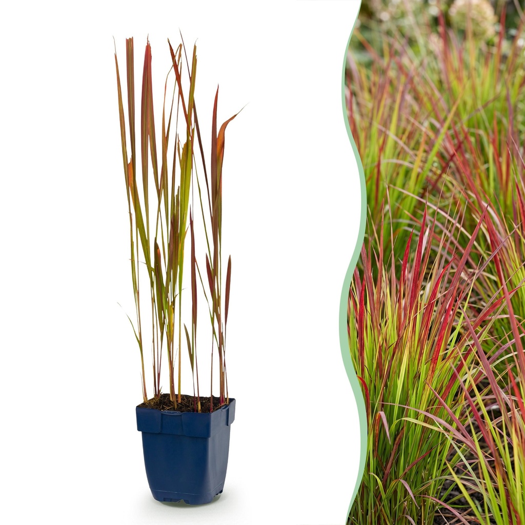 Gräser - Imperata cylindrica Red Baron - Japanisches Blutgras - Rote Ausläufer - Rot - 1 Pflanze - Topf 11cm - Höhe 15-25cm