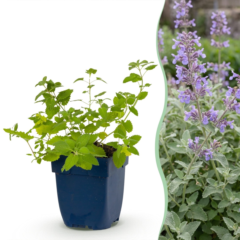 Staude - Nepeta faassenii - Katzenminze - Bienen- und Schmetterlingsmagneten - Lila - 1 Pflanzen - Topf 11cm - Höhe 15-25cm