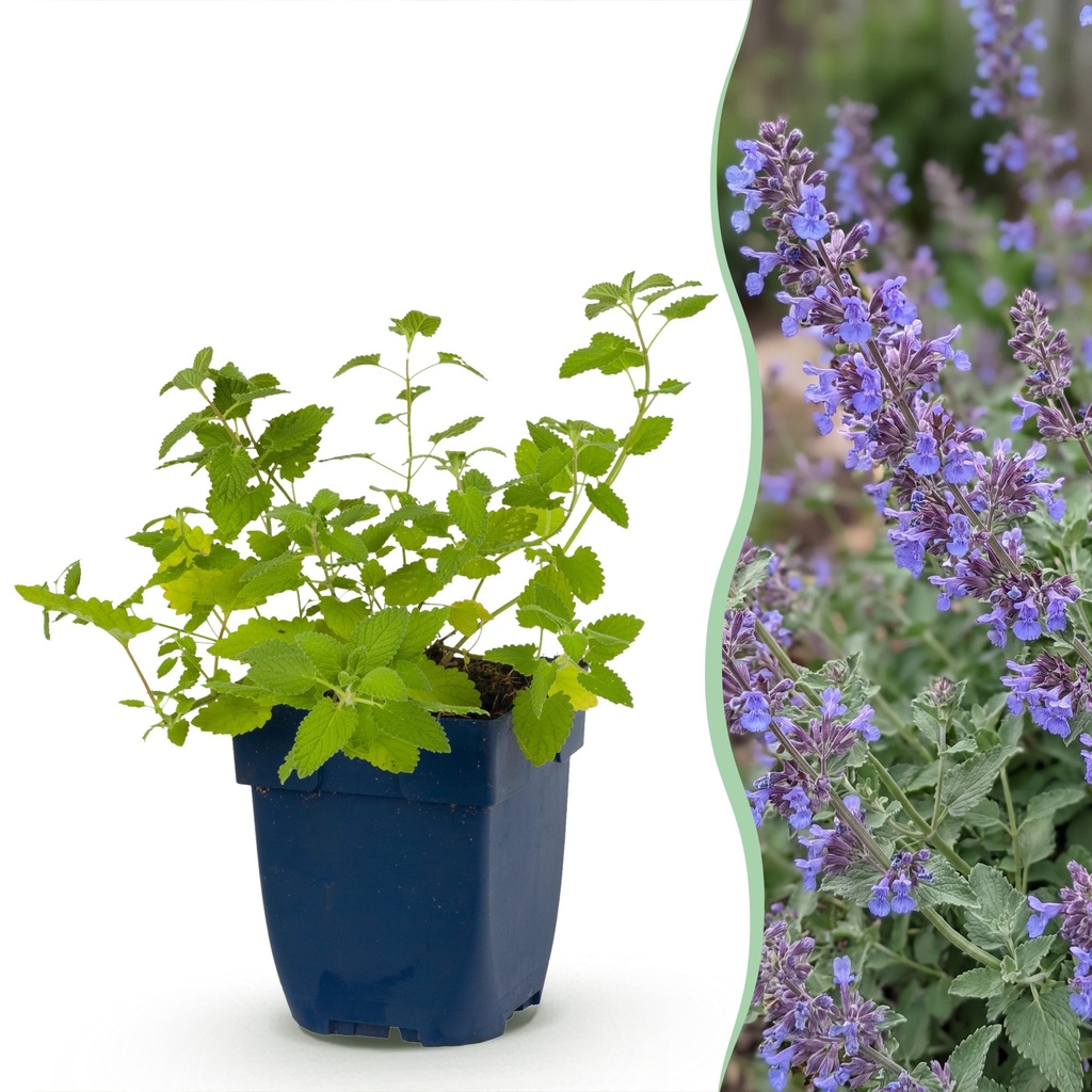 Stauden - Nepeta faassenii 'Six Hills Giant' - Katzenminze - Bienen- und Schmetterlingsanwerfer - Lila - 1 Pflanzen - Topf 11cm - Höhe 15-25cm