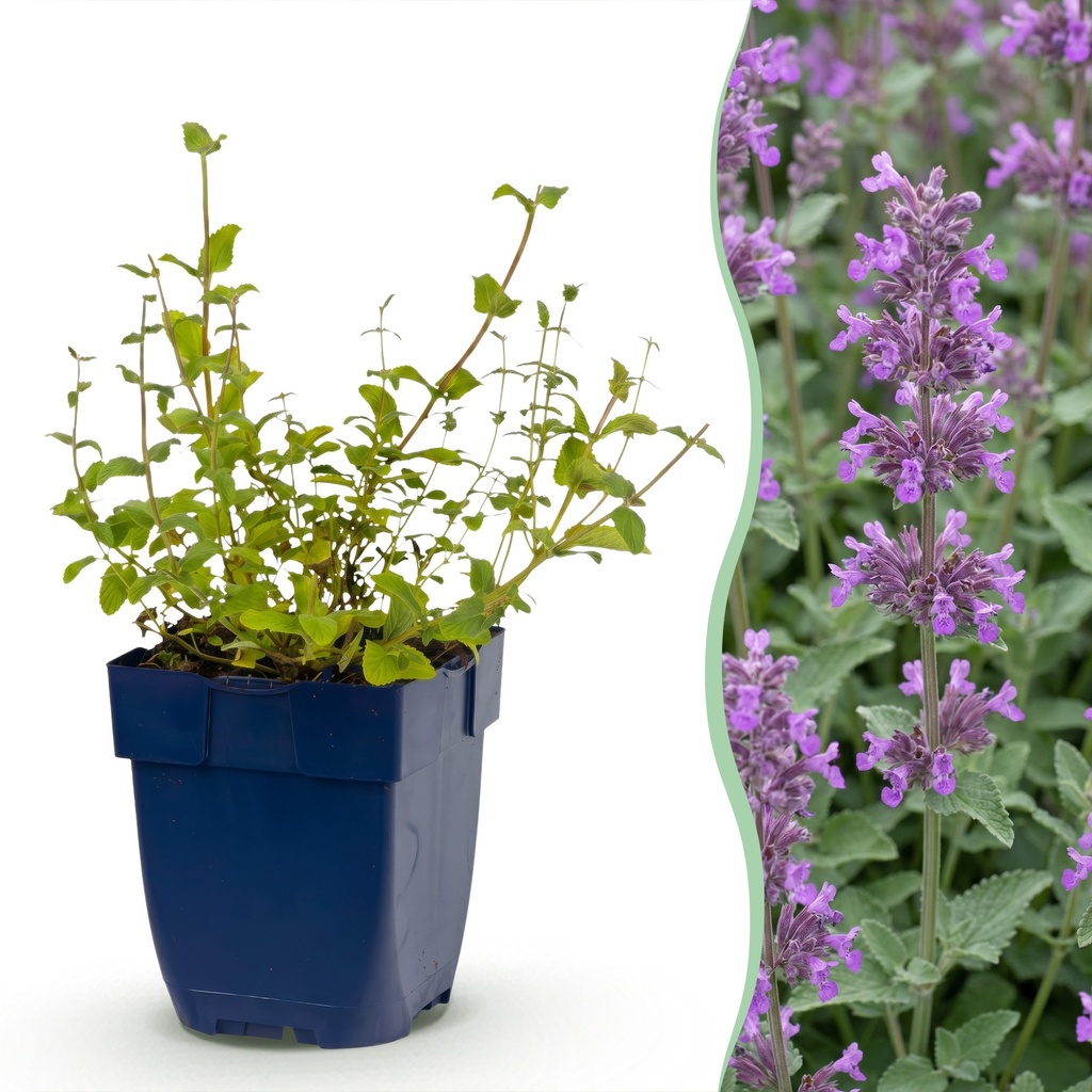 Stauden - Nepeta rac. Grog - Katzenminze - Bienchen- und Schmetterlingsanzieher - Blau - 1 Pflanzen - Topf 11cm - Höhe 15-25cm