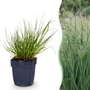 Rutenhirse (Panicum virgatum) – winterhartes Ziergras, Höhe ca. 11 cm