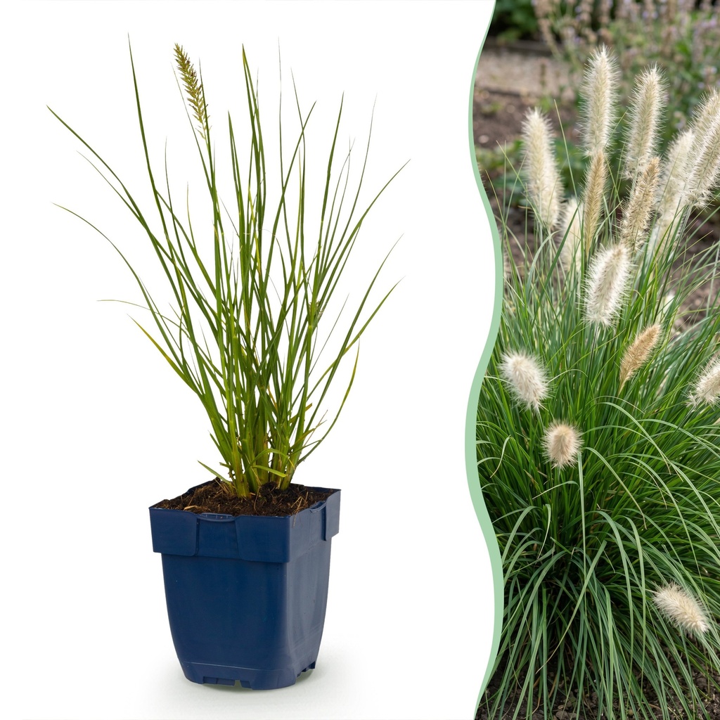 Gräser - Pennisetum alop. Little Bunny - Fuchsschwanzgras - Mit Blüte - Grün - 1 Pflanzen - Topf 11cm - Höhe 15-25cm