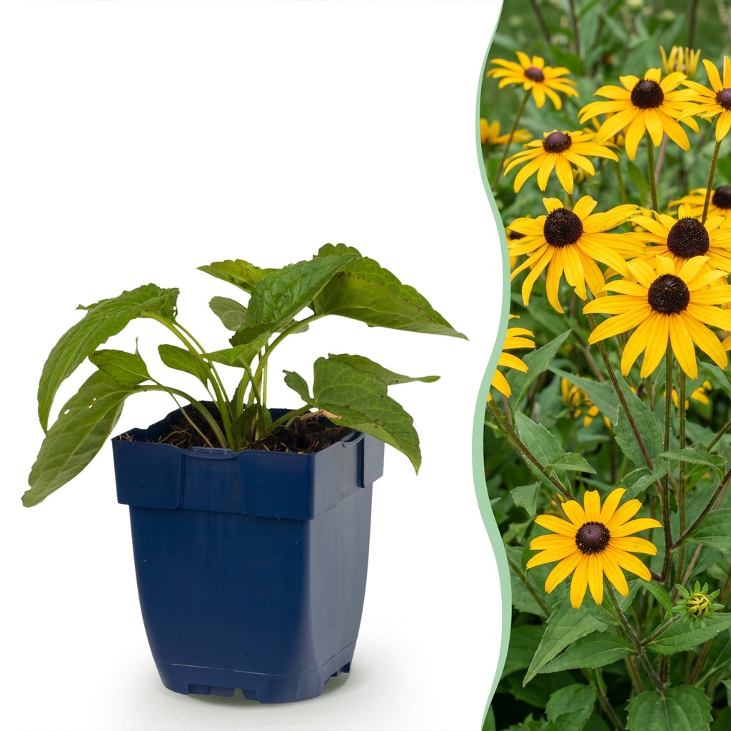 Staude - Rudbeckia fulg. Goldsturm - Gelbe Sonnenhut - Bienen- und Schmetterlingsanwerfer - Gelb - 1 Pflanzen - Topf 11cm - Höhe 15-25cm