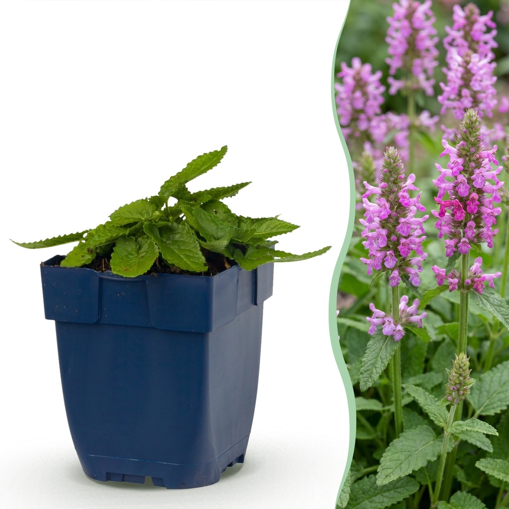 Stauden - Stachys off. Ukkie - Hasenohr - Steingartenpflanzen - Rosa - 1 Pflanzen - Topf 11cm - Höhe 15-25cm