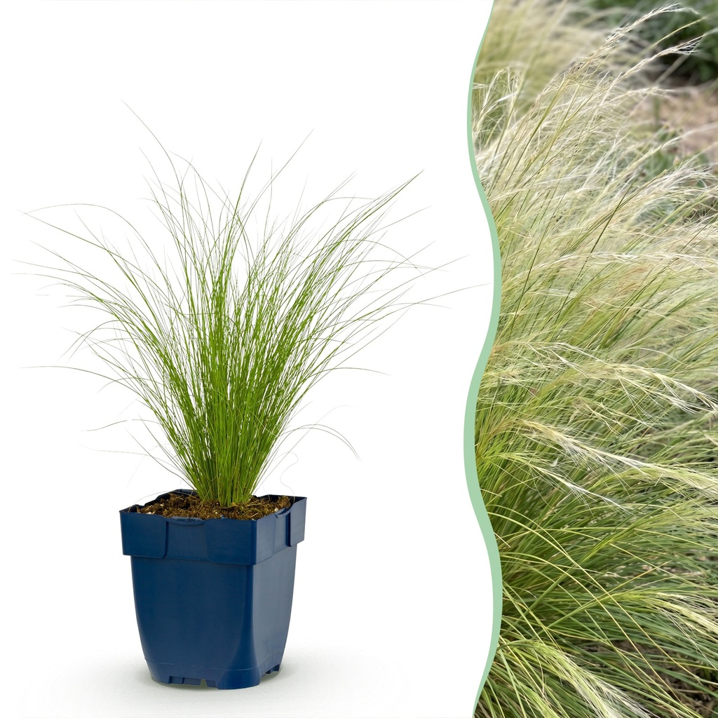 Gräser - Stipa tenuissima Ponytails - Federgras - Immergrün - Grün - 1 Pflanzen - Topf 11cm - Höhe 15-25cm