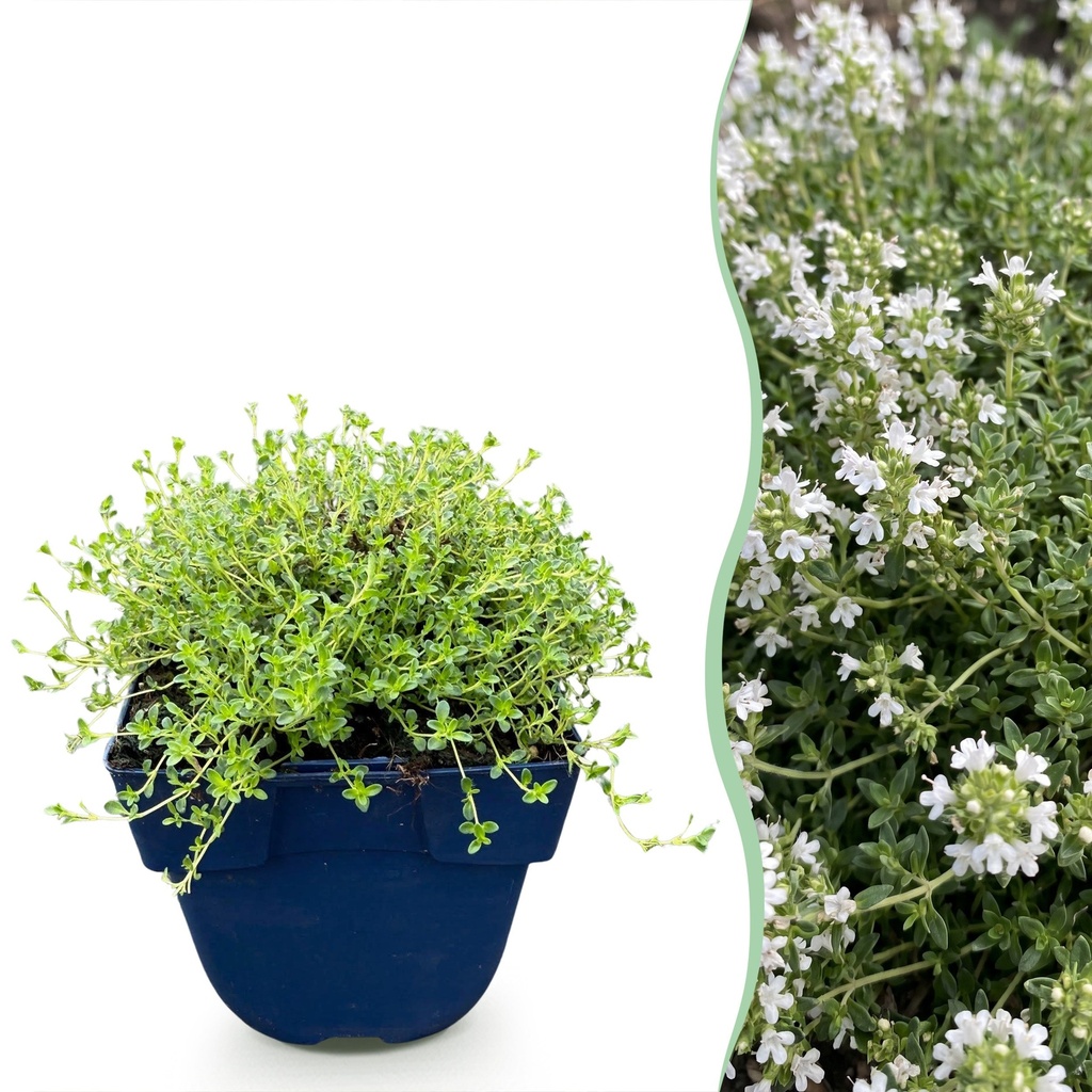 Stauden - Thymus praecox Albiflorus - Weiße Kriech-Thymian - Duftend - Weiß - 1 Pflanzen - Topf 11cm - Höhe 15-25cm