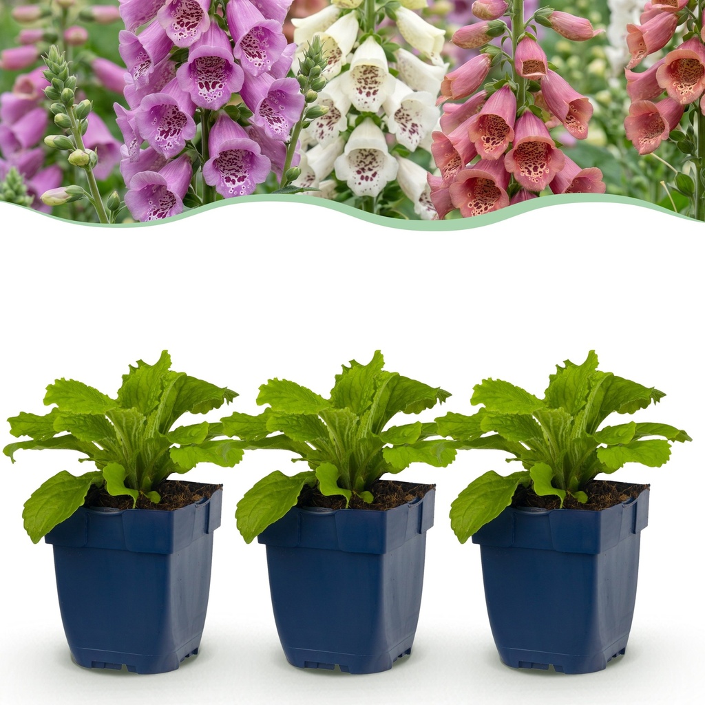 Stauden - Digitalis Tricolour - Fingerhut - Schatten - Rosa - Violett - Weiß - 6 Pflanzen - Topf 11cm - Höhe 15-25cm