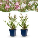 Stauden - Gaura Duo - Prachtkerze - Bienen und Schmetterlingsanzieher - Rosa - Weiß - 6 Pflanzen - Topf 11cm - Höhe 15-25cm