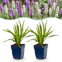 Stauden - Liatris Duo - Fackellilie - Bienen- und Schmetterlingsmagneten - Rosa - Weiß - 6 Pflanzen - Topf 11cm - Höhe 15-25cm