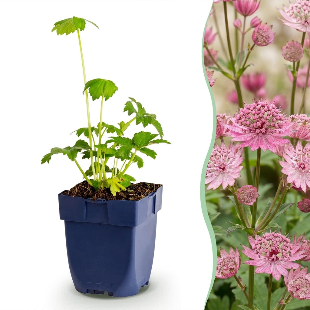 Staudenpflanze - Astrantia major - Sterneblume - Schatten - Weiß-Rosa - 6 Pflanzen - Topf 11cm - Höhe 15-25cm