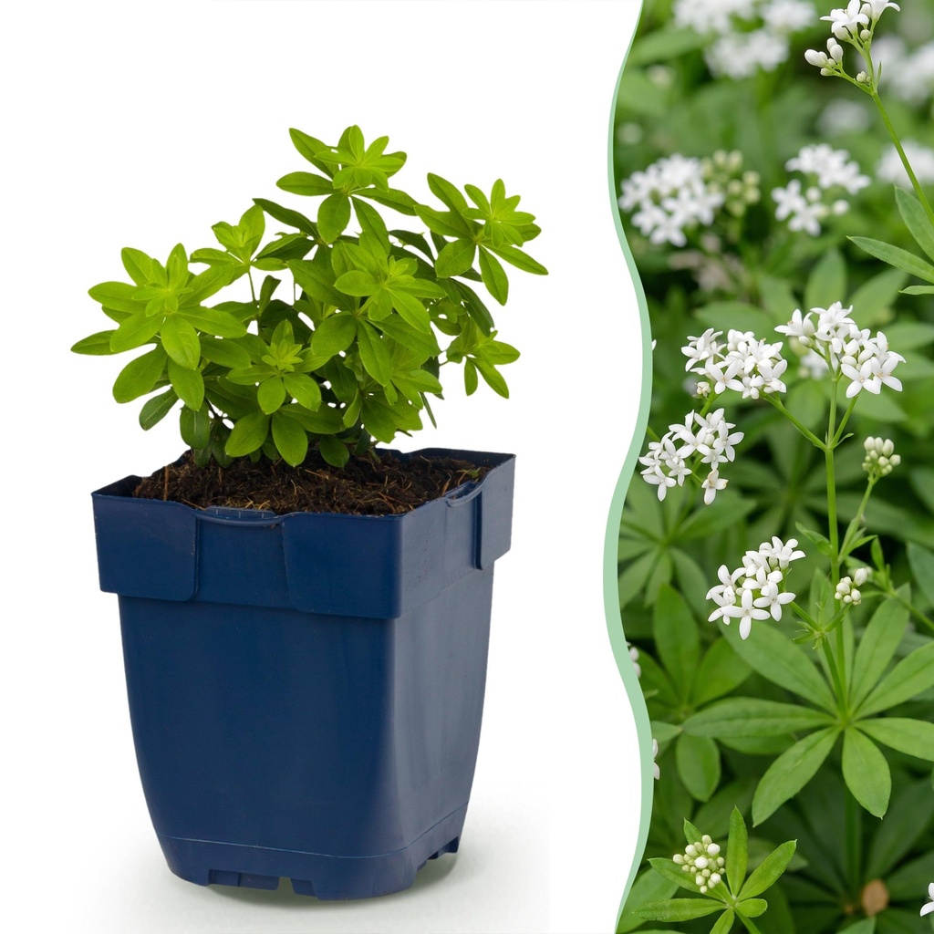Stauden - Galium odoratum - Labkraut - Bodendecker - Weiß - 6 Pflanzen - Topf 11cm - Höhe 15-25cm