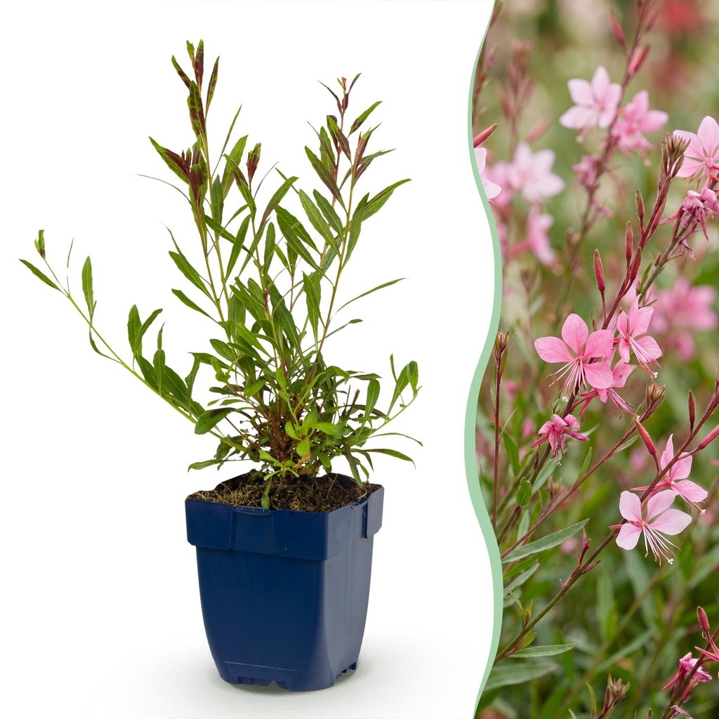 Stauden - Gaura lindh. Florgauros - Prachtkerze - Bienen- und Schmetterlingsmagneten - Rosa - 6 Pflanzen - Topf 11cm - Höhe 15-25cm