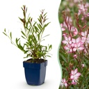 Stauden - Gaura lindh. Rosyjane - Prachtkerze - Bienen- und Schmetterlingsanzieher - Rosa - 6 Pflanzen - Topf 11cm - Höhe 15-25cm