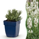 Lavendel (Lavandula angustifolia) – winterharte Duftpflanze, Höhe ca. 11 cm