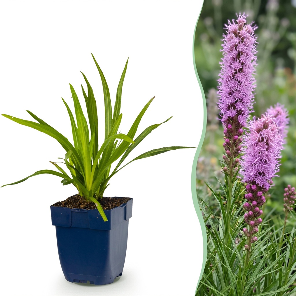 Stauden - Liatris spicata - Lampenputzer - Bienen- und Schmetterlingsanzieher - Lila - 6 Pflanzen - Topf 11cm - Höhe 15-25cm