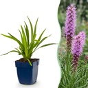 Stauden - Liatris spicata - Lampenputzer - Bienen- und Schmetterlingsanzieher - Lila - 6 Pflanzen - Topf 11cm - Höhe 15-25cm