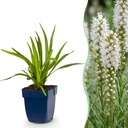 Stauden - Liatris spicata Alba - Lampenputzer - Bienen- und Schmetterlingsanzieher - Weiß - 6 Pflanzen - Topf 11cm - Höhe 15-25cm