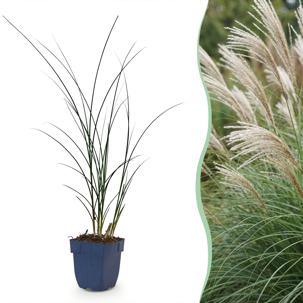 Gräser - Miscanthus sin. Gracillimus - Pampasgras - Mit Blüte - Grün - 6 Pflanzen - Topf 11cm - Höhe 15-25cm