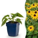 Goldsturm-Sonnenhut (Rudbeckia fulgida) – winterharte Staude, Höhe ca. 11 cm