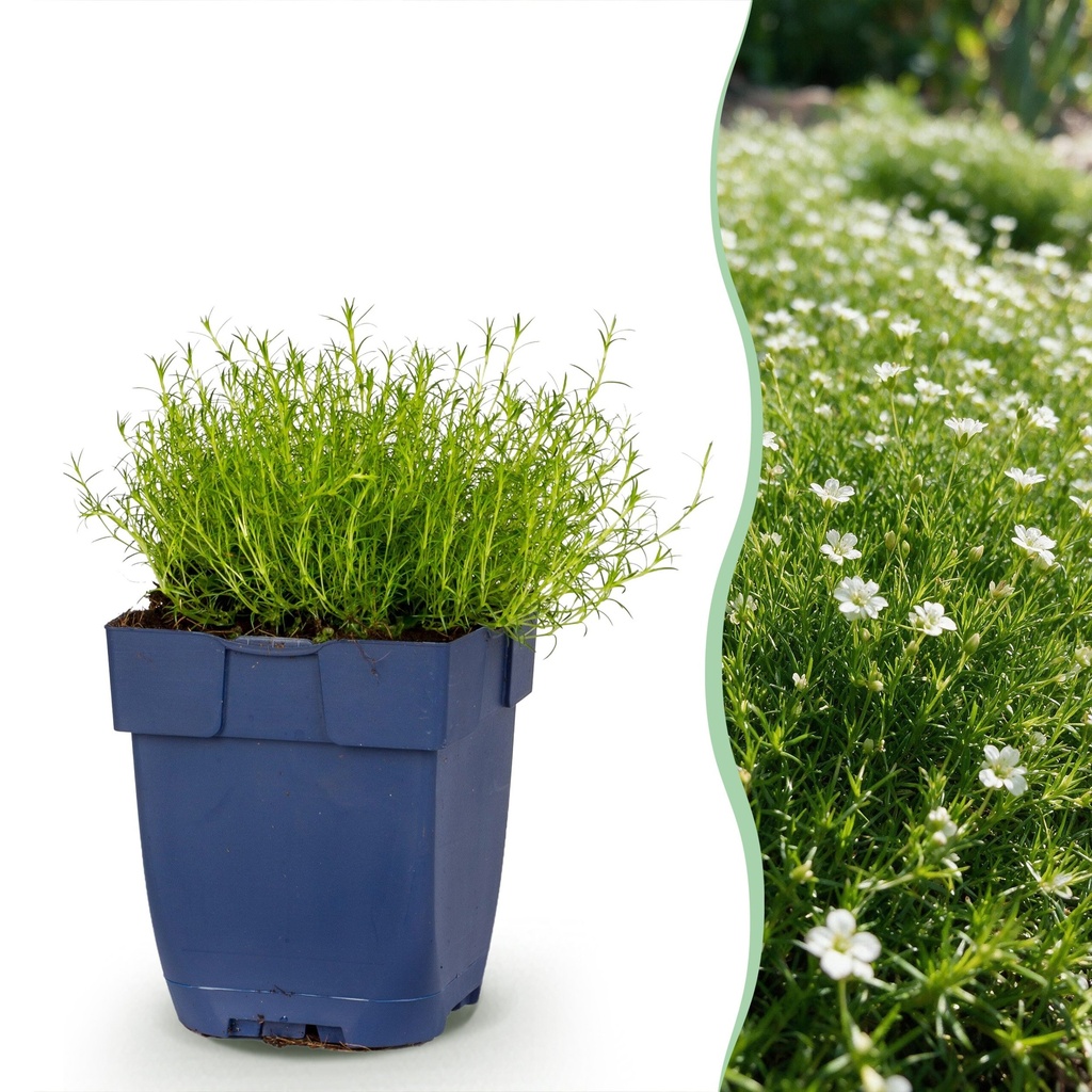 Stauden - Sagina subulata - Mauerblümchen - Weiß - 6 Pflanzen - Topf 11cm - Höhe 15-25cm
