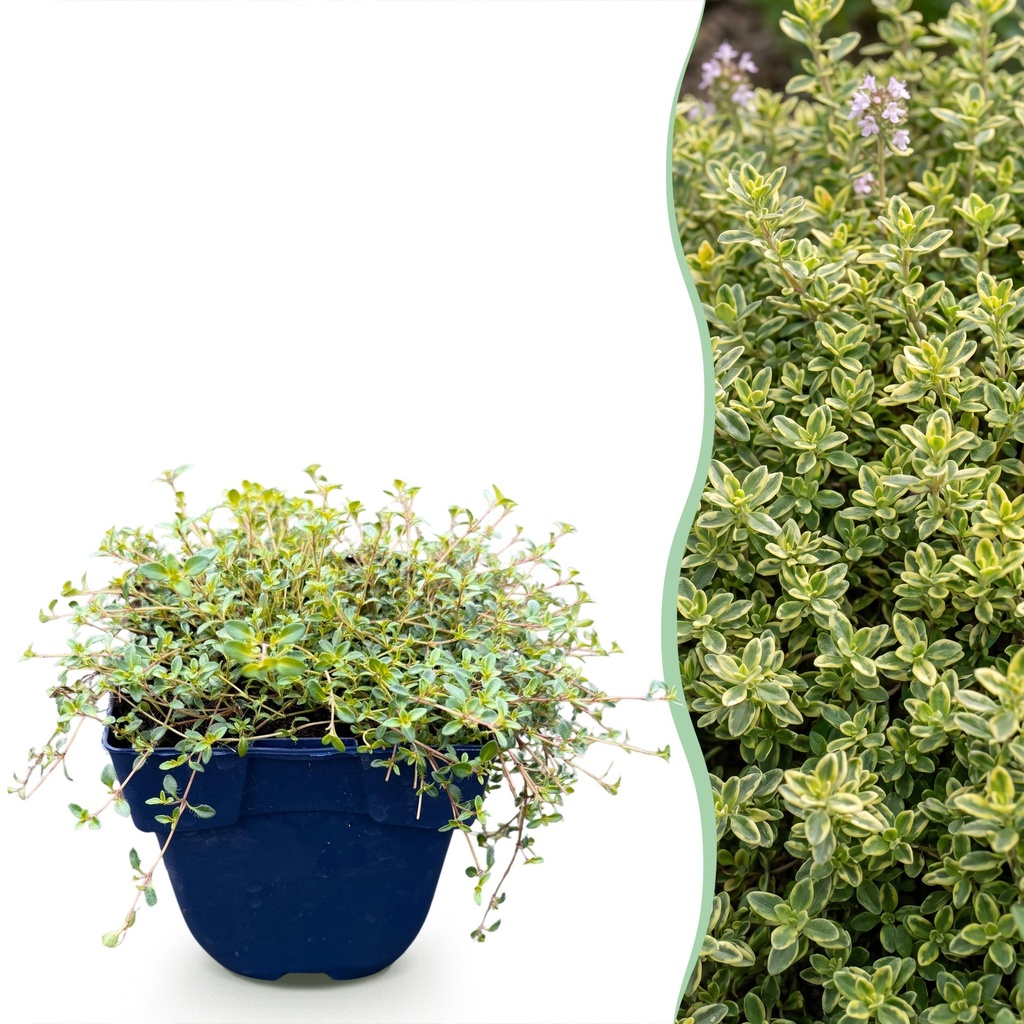Staudenpflanze - Thymus citr. Sambesi - Zitronen-Thymian - Duftend - Gelb - 6 Pflanzen - Topf 11cm - Höhe 15-25cm