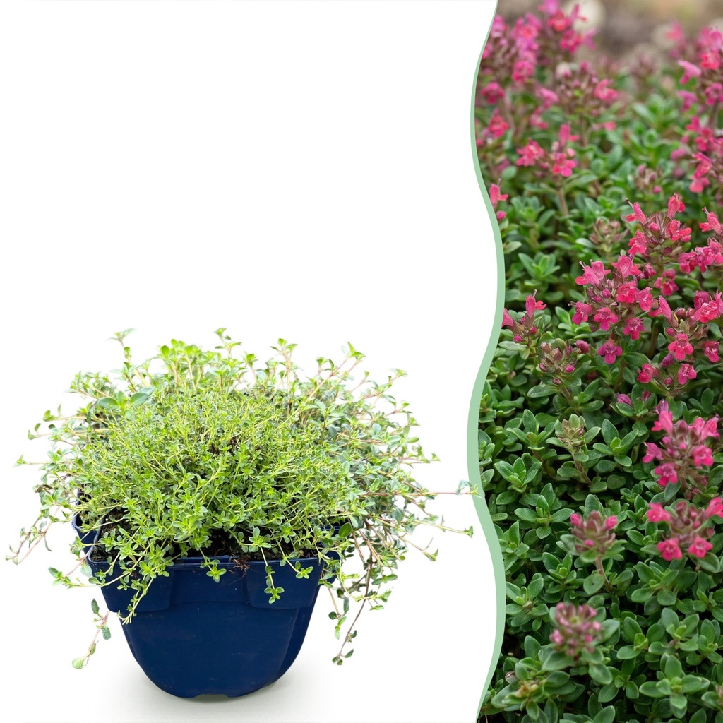 Stauden - Thymus praecox Red Carpet - KriechThyme - Duftend - Rot-Rosa - 6 Pflanzen - Topf 11cm - Höhe 15-25cm