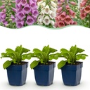 Stauden - Digitalis Tricolour - Fingerhut - Schatten - Rosa - Violett - Weiß - 12 Pflanzen - Topf 11cm - Höhe 15-25cm