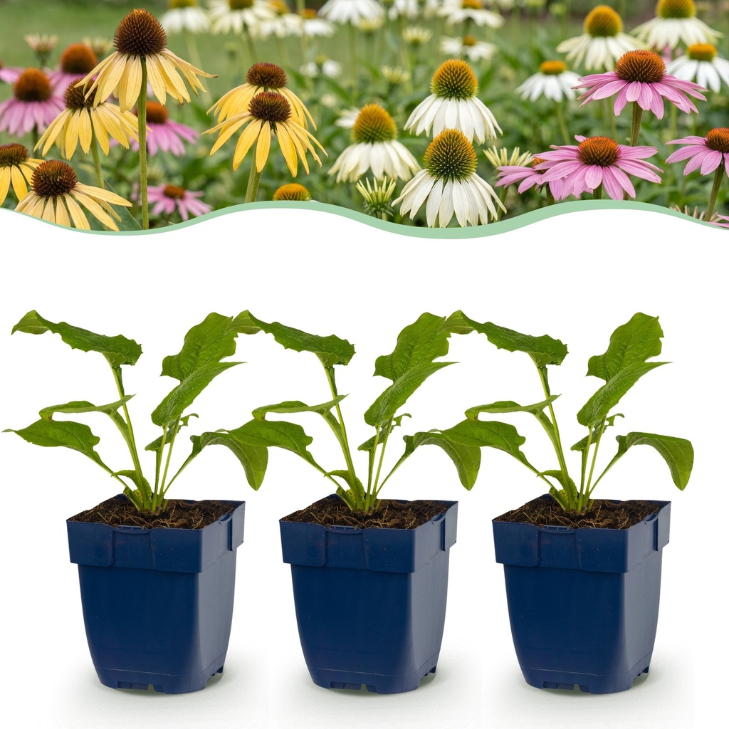 Stauden - Echinacea Tricolour - Sonnenhut - Bienen- und Schmetterlingsmagneten - Gelb - Rosa - Weiß - 12 Pflanzen - Topf 11cm - Höhe 15-25cm