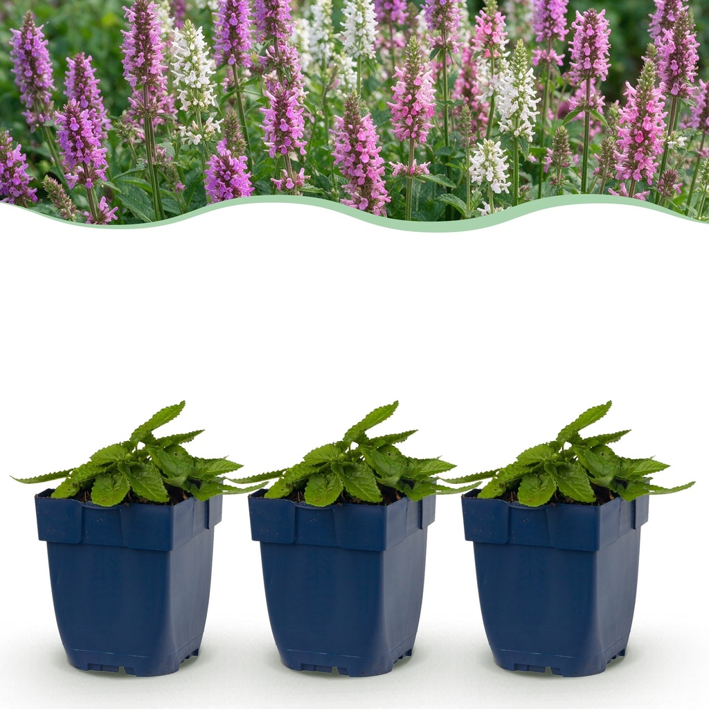 Stauden - Stachys Duo - Betonie - Bienen- und Schmetterlingsanzieher - Rosa - Lila - Weiß - 12 Pflanzen - Topf 11cm - Höhe 15-25cm