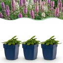 Stauden - Stachys Duo - Betonie - Bienen- und Schmetterlingsanzieher - Rosa - Lila - Weiß - 12 Pflanzen - Topf 11cm - Höhe 15-25cm