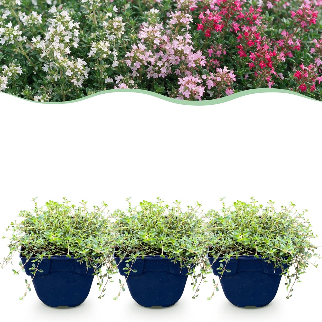 Stauden - Thymus Tricolour - Tym - Bodendecker - Rosa - Rot - Weiß - 12 Pflanzen - Topf 11cm - Höhe 15-25cm