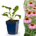 Garten-Scheinsonnenhut (Echinacea purpurea) – winterharte Staude, Höhe ca. 11 cm