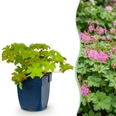 Staude - Geranium macrorrhizum - Storchschnabel - Bodendecker - Rosa - 12 Pflanzen - Topf 11cm - Höhe 15-25cm