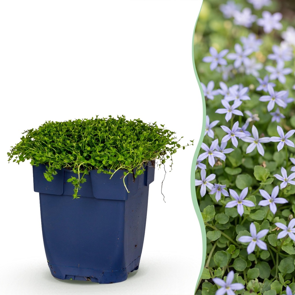 Stauden - Isotoma fluviatilis - Sternblume - Steingartenpflanzen - Hellblau - 1 Pflanze - Topf 11cm - Höhe 15-25cm
