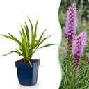 Stauden - Liatris spicata - Lampenputzer - Bienen- und Schmetterlingsanzieher - Lila - 12 Pflanzen - Topf 11cm - Höhe 15-25cm