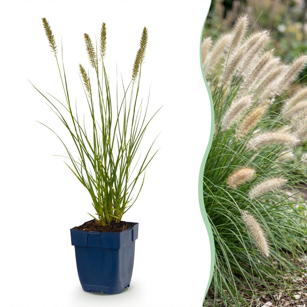 Gras - Pennisetum alop. Hameln - Lampenputzergras - Mit Plume - Grün - 12 Pflanzen - Topf 11cm - Höhe 15-25cm