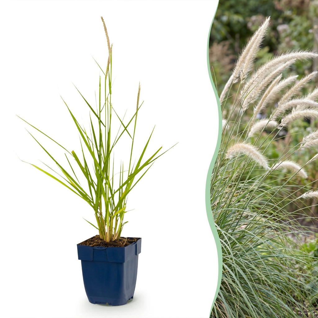 Gräser - Pennisetum or. Fairy Tales - Lampenputzergras - Mit Blüte - Grün - 12 Pflanzen - Topf 11cm - Höhe 15-25cm