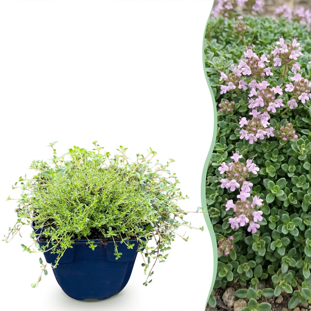 Stauden - Thymus praecox Minor - Kriechender Thymian - Duftend - Rosa - 12 Pflanzen - Topf 11cm - Höhe 15-25cm