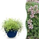 Stauden - Thymus praecox Minor - Kriechender Thymian - Duftend - Rosa - 12 Pflanzen - Topf 11cm - Höhe 15-25cm