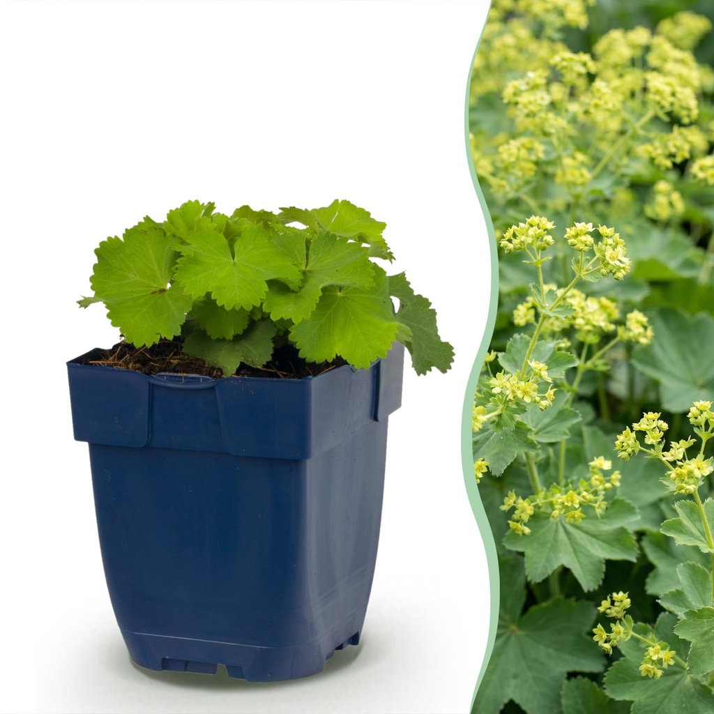 Stauden - Alchemilla mollis - Frauenmantel - Bodendecker - Gelb - 24 Pflanzen - Topf 11cm - Höhe 15-25cm