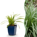 Japan-Segge (Carex morrowii) – winterhartes Ziergras, Höhe ca. 11 cm