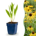 Stauden - Echinacea paradoxa - Sonnenhut - Bienen- und Schmetterlingsanreizer - Gelb - 24 Pflanzen - Topf 11cm - Höhe 15-25cm