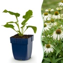 Sonnenhut (Echinacea purpurea) – winterharte Staude, Höhe ca. 11 cm