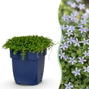Blauer Bubikopf (Isotoma fluviatilis) – winterharte Bodendecker-Staude, Höhe ca. 11 cm
